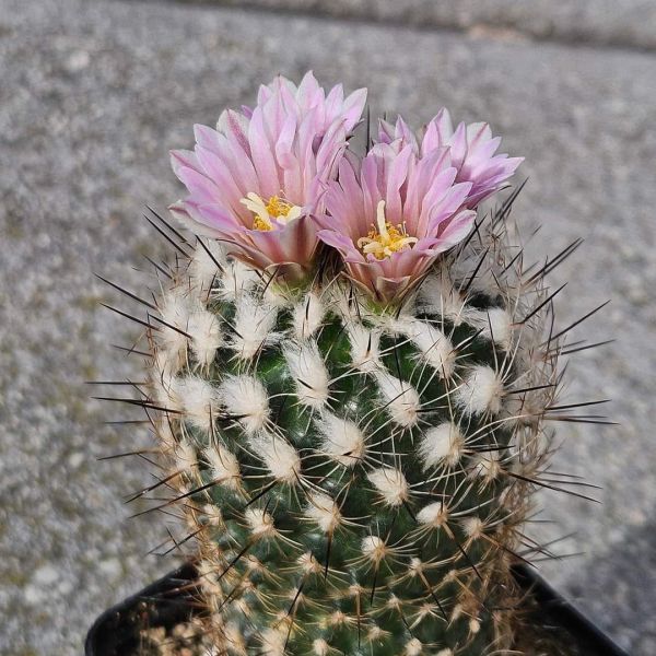 Gymnocactus grzegorzii